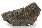 Fossil Woolly Mammoth Lower M Molar - Siberia #357019-2